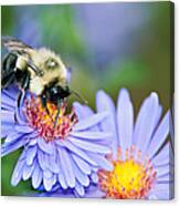 Bee On Aster Canvas Print