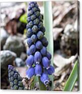 Bell Flowers Canvas Print