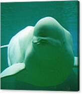 Beluga Whale Canvas Print