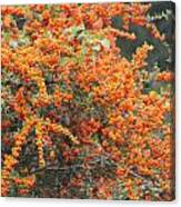 Berry Orange Canvas Print