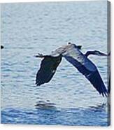 Big Blue Heron Flying Away From Me Canvas Print