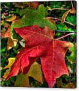 Big Tooth Maple Leaves Canvas Print