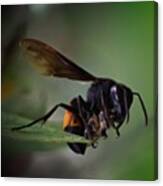 Big Wasp Eats A Bee. Circle Of Life Canvas Print
