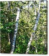 Birch Trees Canvas Print