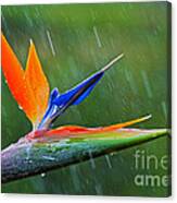 Bird-of-paradise In Rain Canvas Print