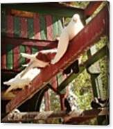 #bird #pigeon #dove Canvas Print