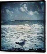 Birdwalkin'. #bird #gull #seagull Canvas Print