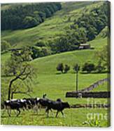 Bishopdale in the Yorkshire Dales National Park Photograph by Louise ...