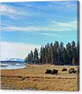 Bison Along Yellowstone River Canvas Print