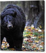 Black Bear Shaking Water Off Canvas Print