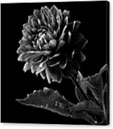 Black Dahlia In Black And White Canvas Print