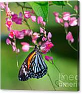 Black Veined Tiger Butterfly Canvas Print