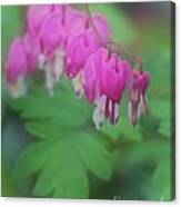 Bleeding Heart Mosaic Canvas Print