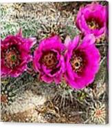 Blooming Cactus Canvas Print