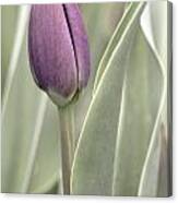 Blooming Tulip Canvas Print