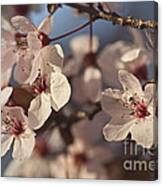 Blossoms Canvas Print