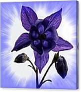 Blue Columbine Canvas Print