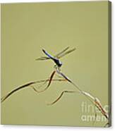 Blue Dasher Dragonfly Canvas Print