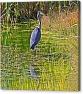 Blue Heron Canvas Print