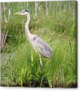 Blue Heron In Grasses Canvas Print