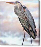Blue Heron On Chain Link Fence Canvas Print