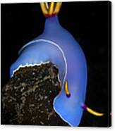 Blue Hypselodoris Bulockii Sea Slug Canvas Print