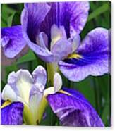 Blue Irises Canvas Print