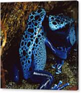 Blue Poison Dart Frog Dendrobates Canvas Print