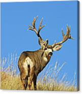 Blue Sky Buck Canvas Print