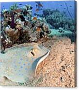 Blue-spotted Stingray Canvas Print