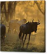 Blue Wildebeest At Sunset Ngorongoro Canvas Print
