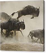 Blue Wildebeest Crossing Mara River Canvas Print