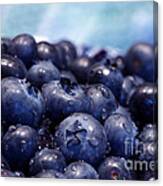 Blueberries Freshly Picked Canvas Print