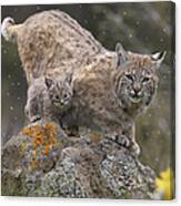 Bobcat Mother And Kitten In Snowfall Canvas Print