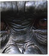 Bonobo Pan Paniscus Close-up Of Eyes Canvas Print