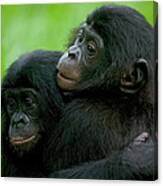 Bonobo Pan Paniscus Pair Of Orphans Canvas Print