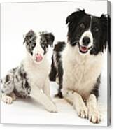 Border Collies Canvas Print