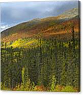 Boreal Forest Beneath Goldensides Canvas Print