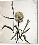 Botanical Iii Canvas Print