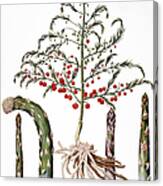 Botany: Asparagus, 1613 Canvas Print