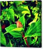 #botón De #flor En El #jardín Canvas Print