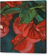 Bougainvillea Canvas Print