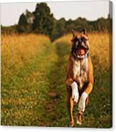 Boxer Dog Running Happily Through Field Canvas Print