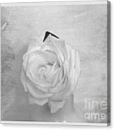 Bridal White Rose Canvas Print