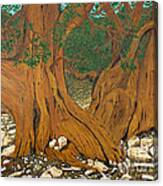 Bristlecone Pine Canvas Print