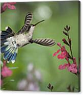 Broadbill Hummingbird And Salvia Canvas Print