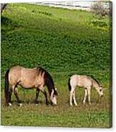 Broodmare With Her Foal Canvas Print