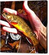Brook Trout Fall Colors Canvas Print