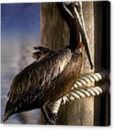 Brown Pelican In Key West 9l Canvas Print