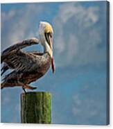 Brown Pelican Ready To Fly Canvas Print